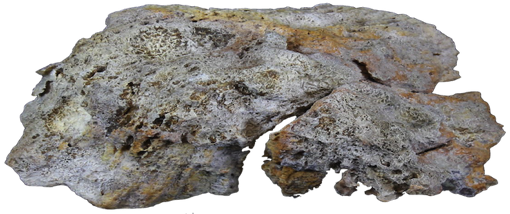  Fossil Coral Mineral